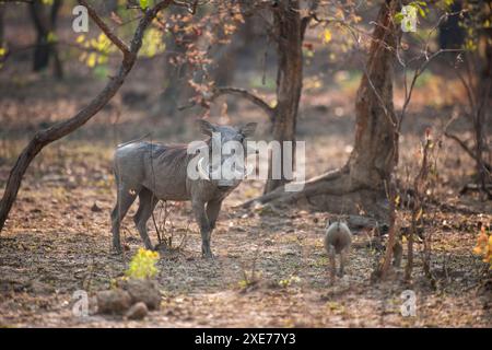 Warzenschweine (Phacochoerus africanus) leben in Löchern, die oft von Aardvarks in Termitenhügeln in Sambia, Afrika, ausgegraben werden Stockfoto