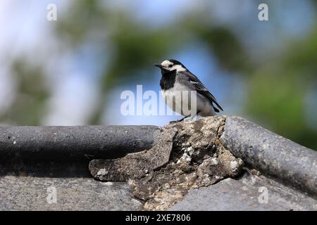 Rattenschwanz (Motacilla alba) auf einem Dach, Teesdale, County Durham, Großbritannien Stockfoto