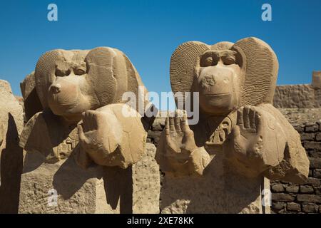 Statuen von Babi, Pavian Gott, Ramesseum, Gedenktempel von Pharao Ramesses II, 13. Jahrhundert v. Chr., altes Theben, Luxor, Ägypten Stockfoto