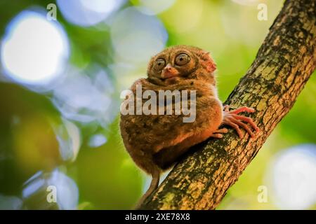 Spectral Tarsier (Tarsius tarsier) einer der kleinsten Primaten, Tangkoko National Park, Minahasa Highlands, Nord-Sulawesi Stockfoto