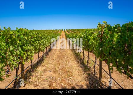 Blick auf die Weinberge im Groot Constantia-Trust, Constantia, Kapstadt, Westkap, Südafrika, Afrika Stockfoto