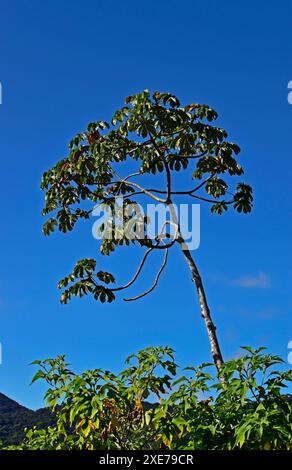 Schlangenholzbaum (Cecropia peltata) in Teresopolis, Rio de Janeiro, Brasilien Stockfoto