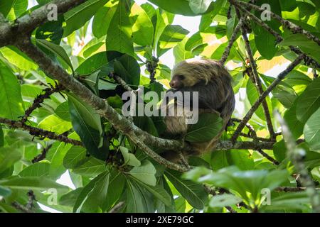 Faultier im Baum, Sarapiqu, Costa Rica, Mittelamerika Stockfoto