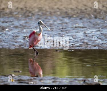 Rosenlöffelschnabel (Platalea ajaja), Fluss Tarcoles, Garabito, Provinz Puntarenas, Costa Rica, Zentralamerika Stockfoto