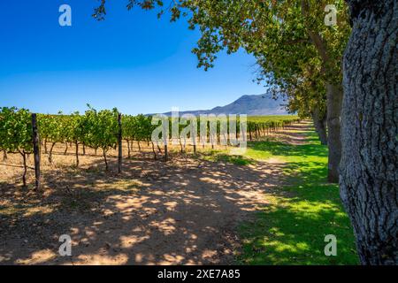 Blick auf die Weinberge im Groot Constantia-Trust, Constantia, Kapstadt, Westkap, Südafrika, Afrika Copyright: FrankxFell 844-34117 Stockfoto