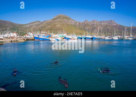 Blick auf Kappelzrobben Arctocephalus pusillus pusillus in Hout Bay Harbour, Hout Bay, Kapstadt, Westkap, Südafrika, Afrika Copyright: FrankxF Stockfoto