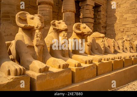 Blick auf die Sphinxe mit RAM-Kopf, die zum Tempel Ramesses III im Tempel Karnak, Karnak, Theben, UNESCO-Weltkulturerbe, Ägypten, Nordafrika, Afrika führen Stockfoto