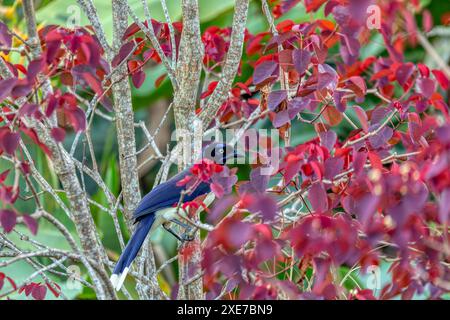 schwarzbrüchiger jay (Cyanocorax affinis). Minca, Sierra Nevada, Departement Magdalena. Tierwelt und Vogelbeobachtung in Kolumbien Stockfoto