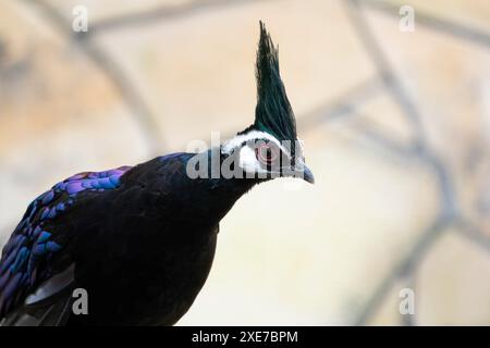 Palawan-Pfauenfasan Polyplectron napoleonis Stockfoto