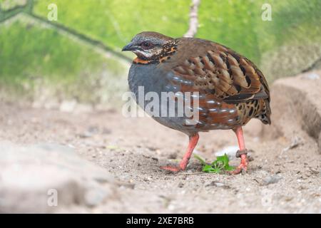 Rufenhals-Rebhühner Arborophila rufogularis Stockfoto