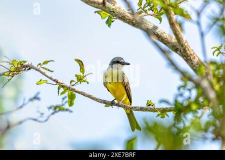 Tropischer Königskönig (Tyrannus melancholicus), Departement Cesar. Tierwelt und Vogelbeobachtung in Kolumbien. Stockfoto