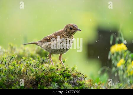 Lieddrossel, Turdus philomelos Stockfoto