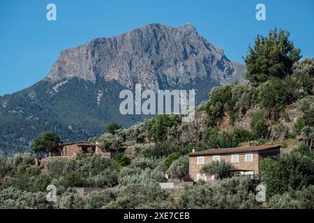 Olive Grove und Puig Major im Hintergrund Stockfoto