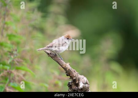 Weibliche Eurasische Schwarzmütze Sylvia atricapilla Stockfoto