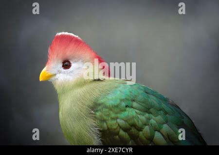 Rotkammturaco Tauraco erythrolophus Stockfoto