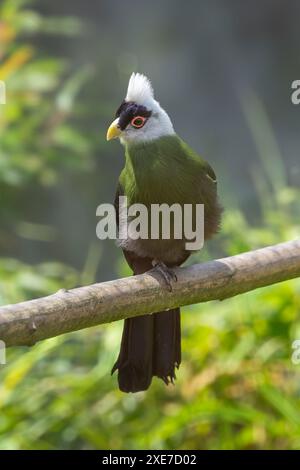 Weißkamm-Turaco Tauraco leukolophus Stockfoto