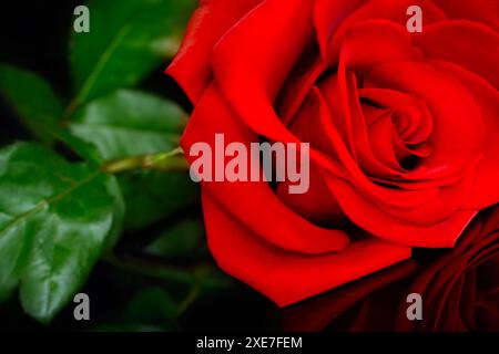 Nahaufnahme der liegenden roten Rose Stockfoto