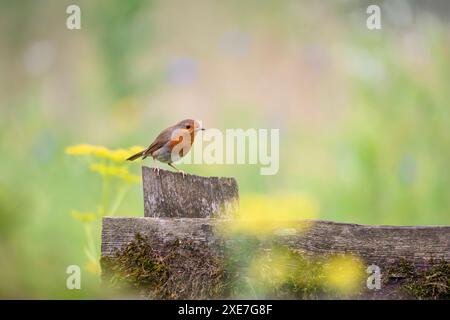 Rotkehlchen, Erithacus rubecula Stockfoto