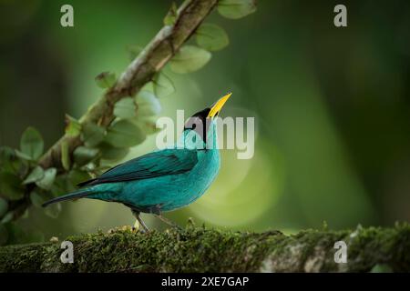 Green Honeycreeper, Sarapiqui, Costa Rica, Zentralamerika Copyright: BenxPipe 848-2924 Stockfoto