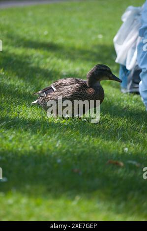 Enten im Garten Straßburg Stockfoto