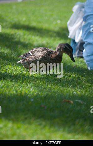 Enten im Garten Straßburg Stockfoto