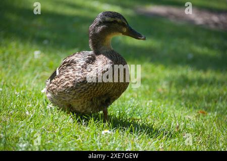 Enten im Garten Straßburg Stockfoto