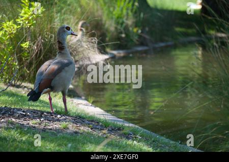 Enten im Garten Straßburg Stockfoto