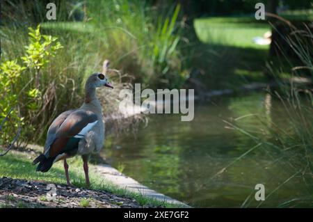 Enten im Garten Straßburg Stockfoto