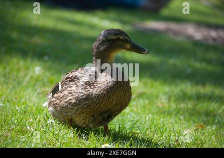 Enten im Garten Straßburg Stockfoto