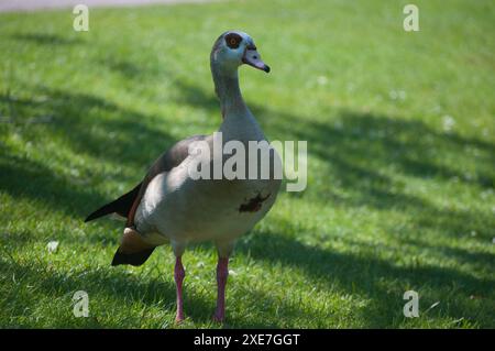 Enten im Garten Straßburg Stockfoto