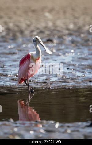 Roseatlöffel Platalea ajaja, Tarcoles River, Garabito, Provinz Puntarenas, Costa Rica, Zentralamerika Copyright: BenxPipe 848-3036 Stockfoto