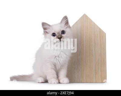 Niedliches heiliges Birman-Katzenkätzchen, das neben einem hölzernen, hausförmigen Gegenstand sitzt. Blick auf die Kamera mit typisch blauen Augen der Rasse. Isoliert auf einem weißen Hintergrund Stockfoto