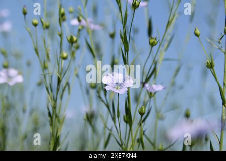 Ein paar lange grüne Flachspflanzen mit kleinen blauen Blüten und einem blauen Himmel im Hintergrund Nahaufnahme auf einem Feld der niederländischen Landschaft in zeeland im Sommer Stockfoto