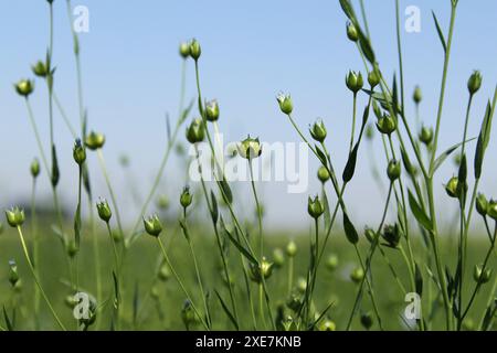 Grüne Flachspflanzen mit Nahaufnahme auf einem Feld in der niederländischen Landschaft und einem blauen Himmel Stockfoto