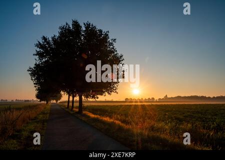 Goldene Sonnenstrahlen, die durch Bäume auf dem Landschaftspfad blicken Stockfoto