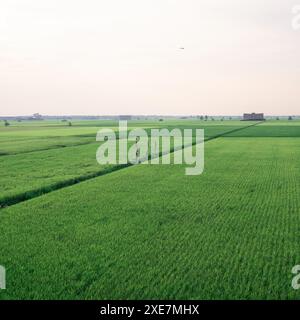 Endlose grüne Wellen der malaysischen Reisfelder, wo Natur und Tradition in friedlicher Harmonie verschmelzen. Stockfoto