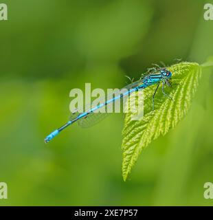 Hufeisen Damselfly „Coenagrion puella“ Stockfoto