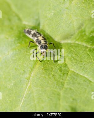 Larve des 14-fleckigen Marienkäfers 'Propylea quatuordecimpunctata' Stockfoto