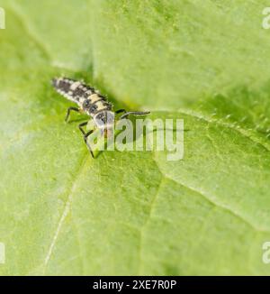 Larve des 14-fleckigen Marienkäfers 'Propylea quatuordecimpunctata' Stockfoto