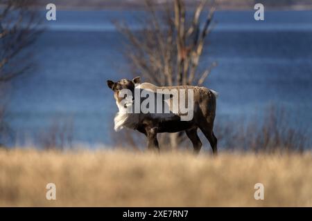 Rentiere auf der Wiese. Frau des Karibus bei Lofoten. Europäische Tierwelt im Winter. Stockfoto