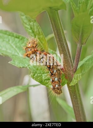 Ampfereule 'Acronicta rumicis' Raupe Stockfoto