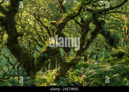 Ein grüner Wistman's Wood im Sommersonnenschein, Dartmoor National Park, Devon, England. Sommer (Juli) 2018. Stockfoto