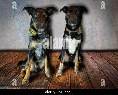 Studio-Porträt von zwei Hunden Stockfoto