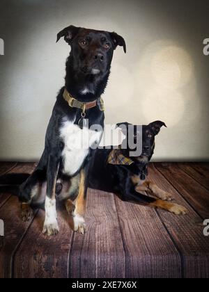 Studio-Porträt von zwei Hunden. Stockfoto