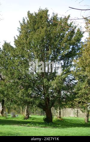 Eibenbaum (Taxus baccata) auf einem Bauernhof zwischen Grabsteinen an einem Wintertag. Kintbury, Berkshire, März Stockfoto