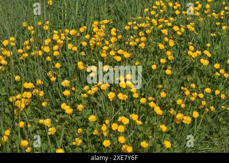 Teppich aus hellgelben Blüten der kriechenden Butterblume (Ranunculus repens) auf einer Graswiese, Berkshire, Mai Stockfoto