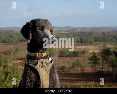 Jugendblauer Standard Poodle auf Woolsbarrow Hillfort, Wareham Forest, Dorset, Großbritannien Stockfoto