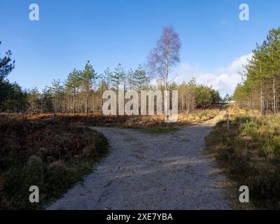Auf dem Woolsbarrow Walking Trail, Wareham Forest, Dorset, Großbritannien Stockfoto