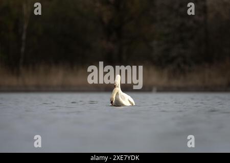 Stumme Schwäne auf dem See. Schwan paart sich auf der Teichoberfläche. Weißer Vogel mit langem Hals. Stockfoto