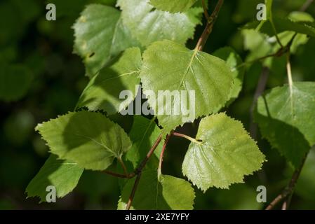 Junge Silberbirke (Betula pendula) herzförmige, dreieckige gezackte Blätter im Wald im frühen Frühjahr, Berkshire, April Stockfoto